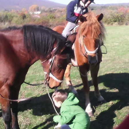 Village House Friends Of The Horses *