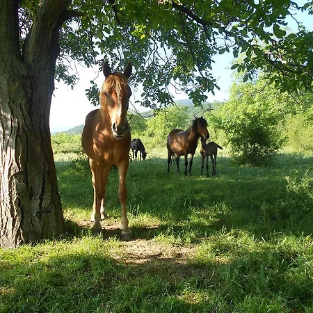 Village House Friends Of The Horses *