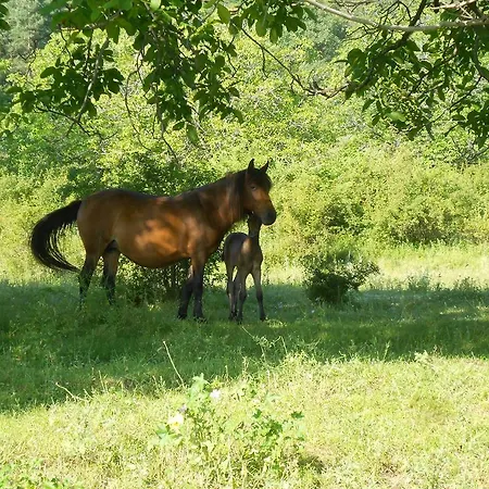 Village House Friends Of The Horses