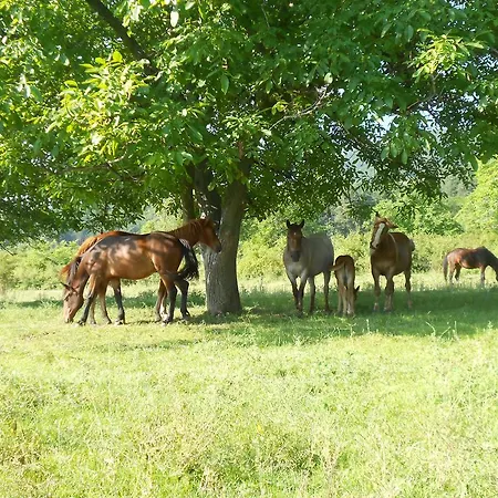 Vendégház Village House Friends Of The Horses