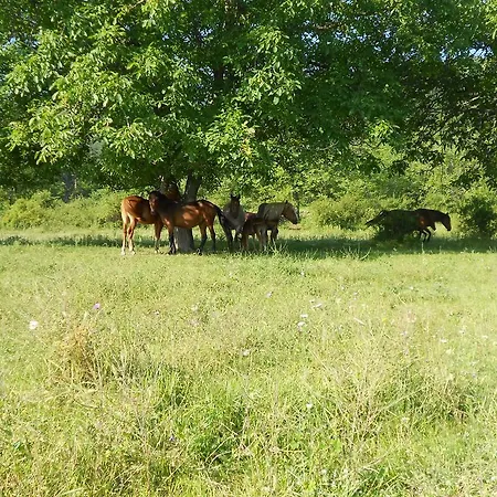 Village House Friends Of The Horses Vendégház